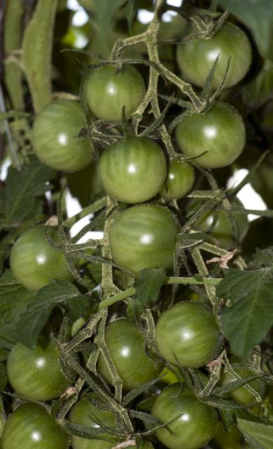 Black Cherry tomato