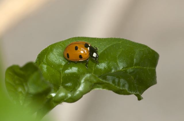 Ladybug
