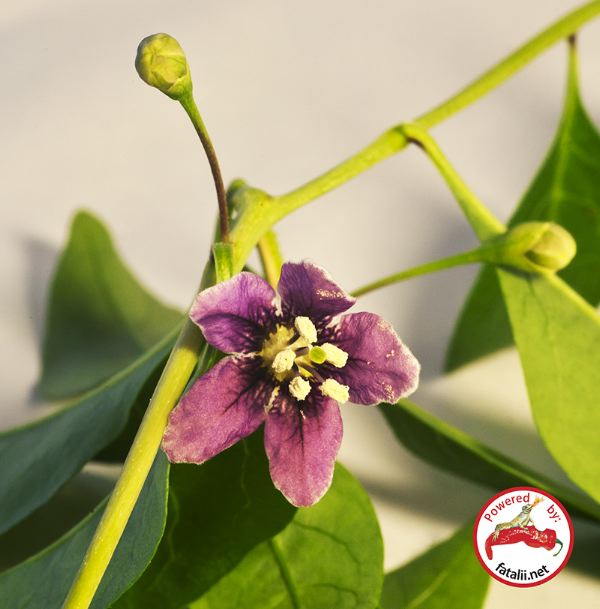 Goji Berry (Lycium Barbarum)