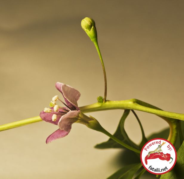 Goji Berry (Lycium Barbarum)