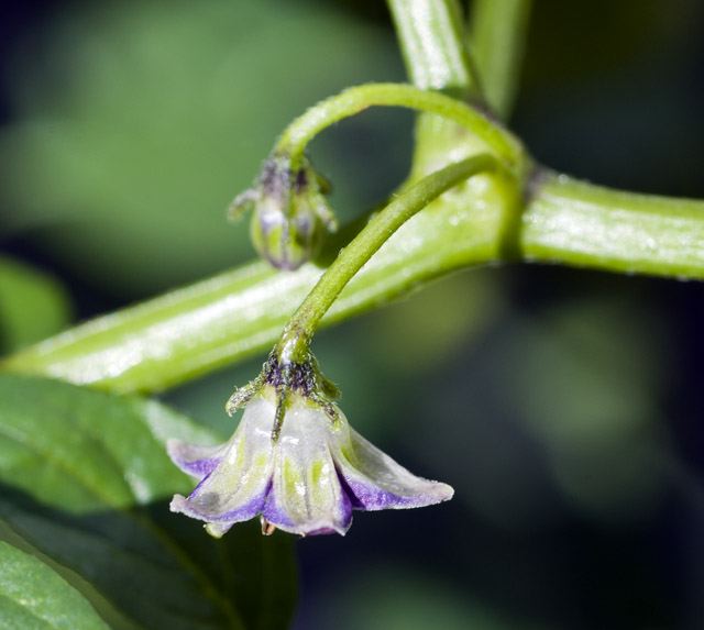 C. eximium