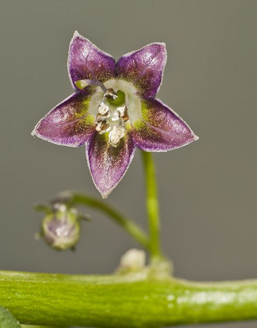 C. eximium