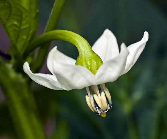 C. annuum flower