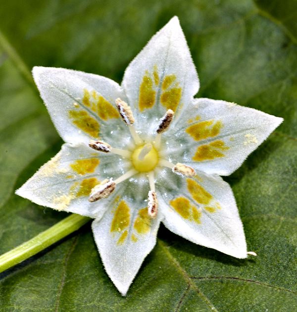 Trepadeira Werner (C. baccatum)
