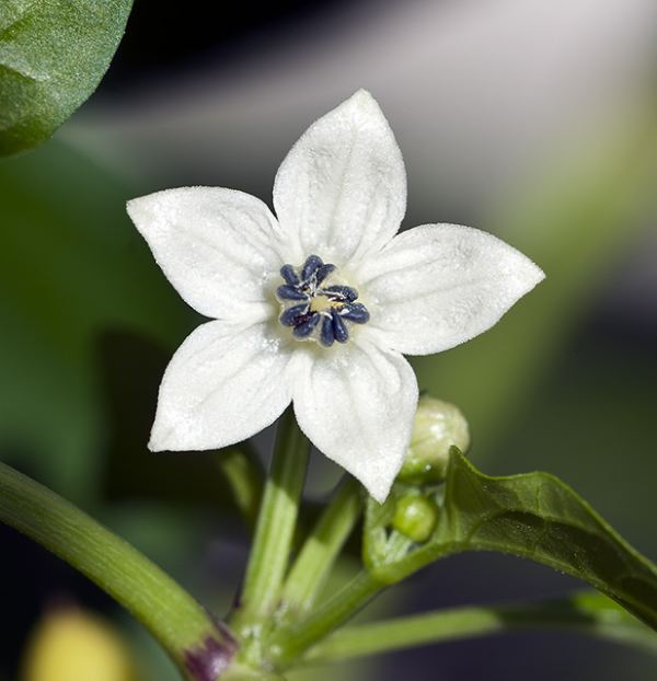 Lebanese Marbles (C. annuum)