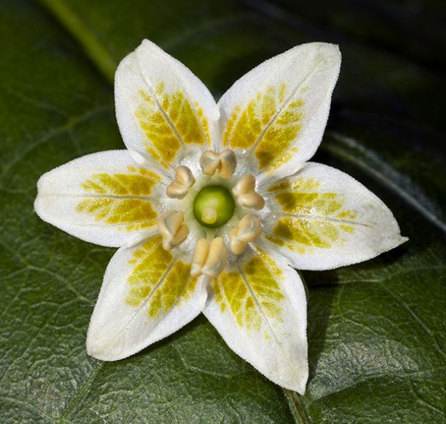 Pequante (C. baccatum)