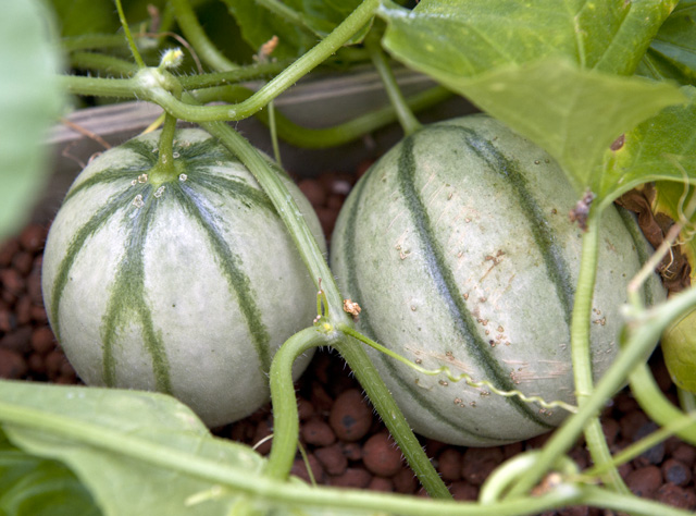 Cantaloupe melons