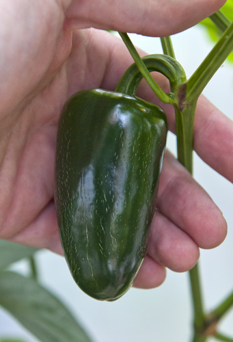 C. annuum var. 'Jalastar'