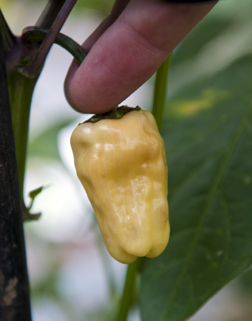 C. annuum var. 'Black Scorpion Tongue, Yellow'