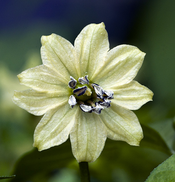 C frutescens var. 'Ekirike'