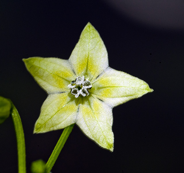 C. frutescens var. 'PI 322717'