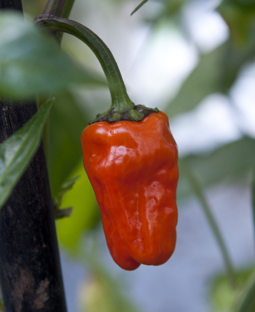 C. annuum var. 'Black Scorpion Tongue'