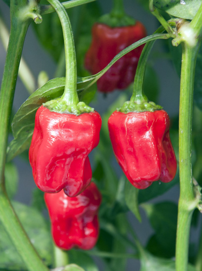 C. annuum var. 'Black Scorpion Tongue'