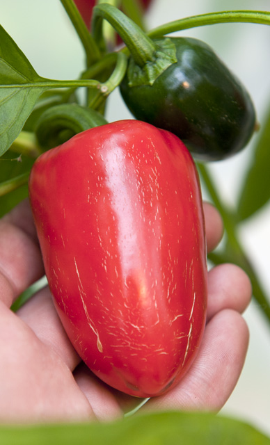 C. annuum var. 'Jalastar'