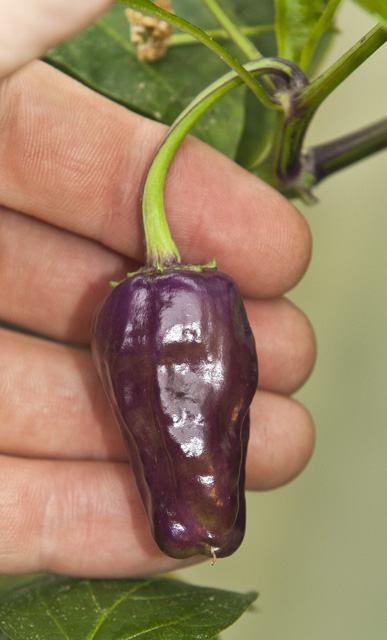 C. annuum var. 'Black Scorpion Tongue'