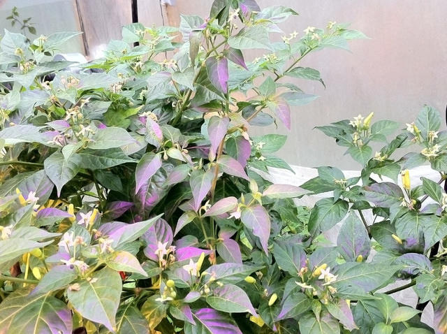 C. frutescens var. 'Aji Bravo'