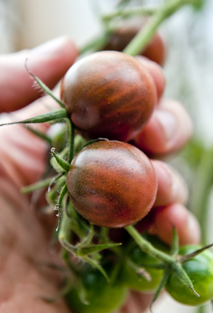 Black Cherry -tomato