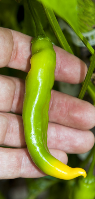 C. baccatum var. 'Lemon Drop'