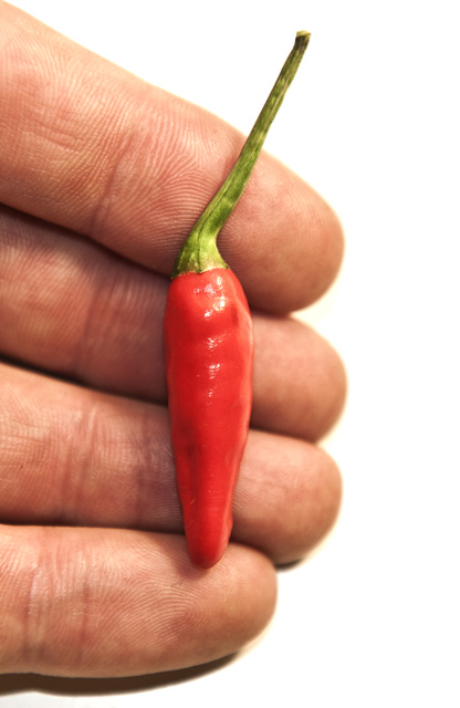 C. annuum var. 'Paprika Pepper'