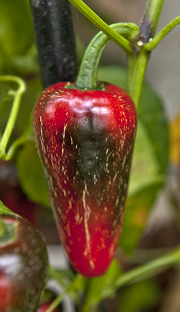 C. annuum var. 'Jalastar'