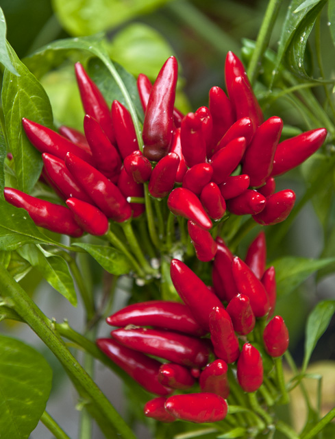 C. annuum var. 'Italiano'
