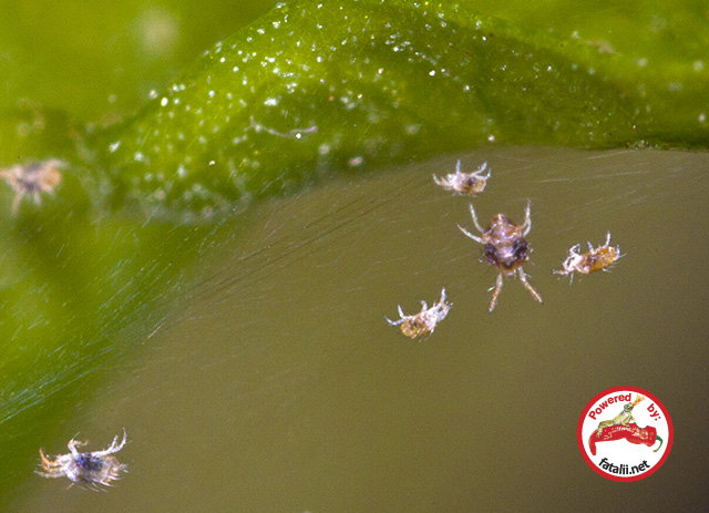 Spidermites