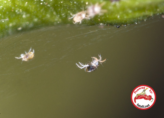 Spidermites