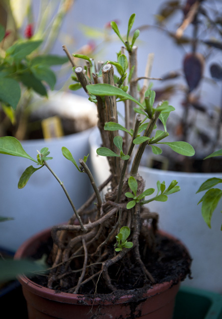 Goji Berry
