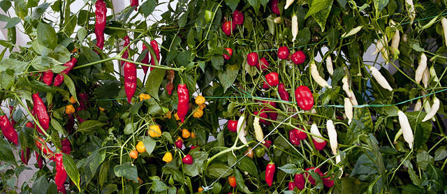 Pods maturing