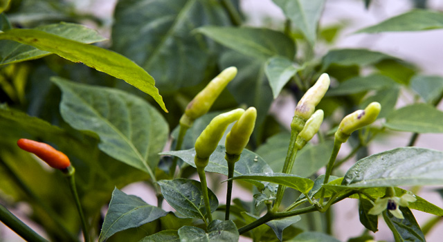 C. frutescens var. 'Aji Bravo'
