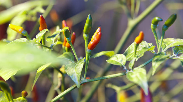 C. frutescens var. 'PI322717'