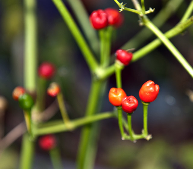 C. frutescens var. 'Ekirike'