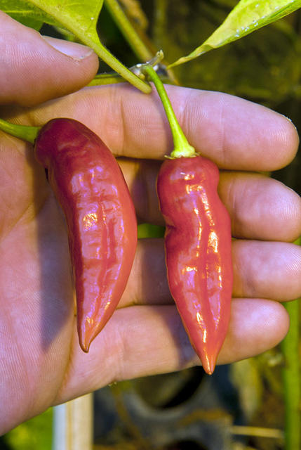 C. chinense var. 'Clavo, Red'