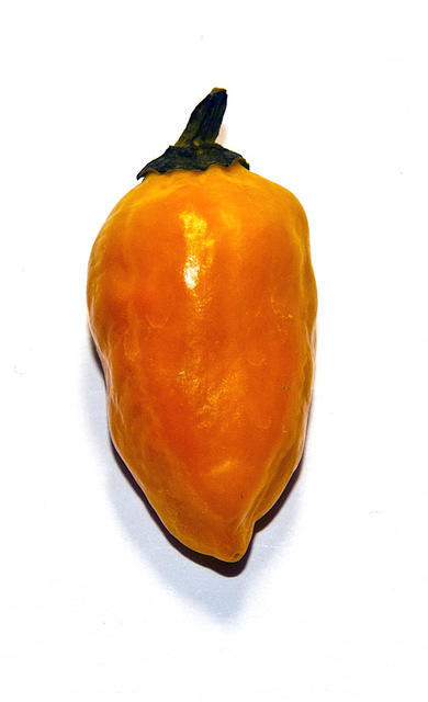 C. chinense var. 'Datil'