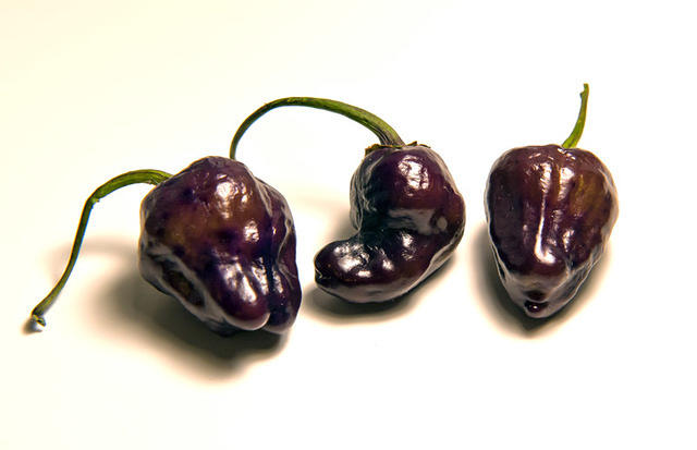 C. annuum var. 'Black Scorpion Tongue'