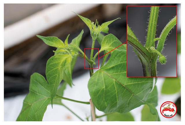 Baccatum variety