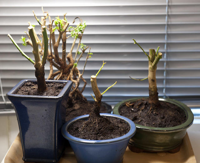 Bonchi stems
