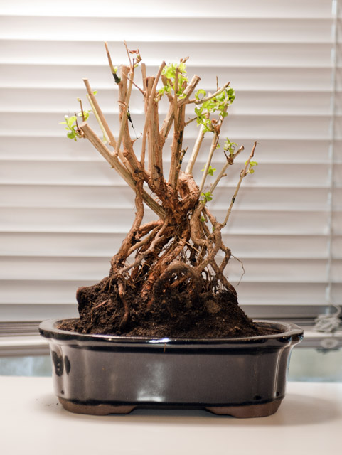 Bonsai goji = Bongo