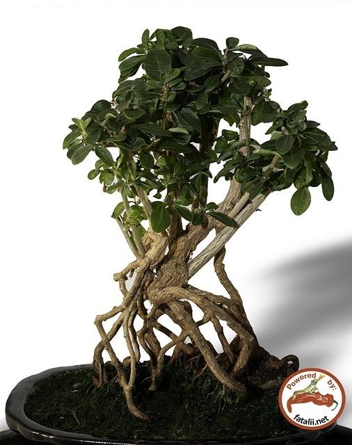 Bonsai goji = Bongo