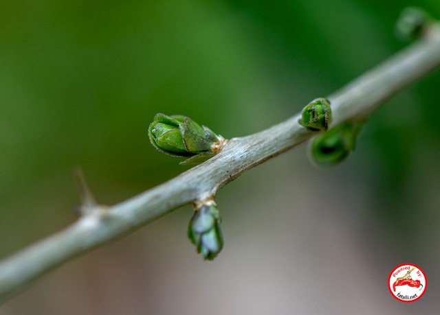 Goji Berry