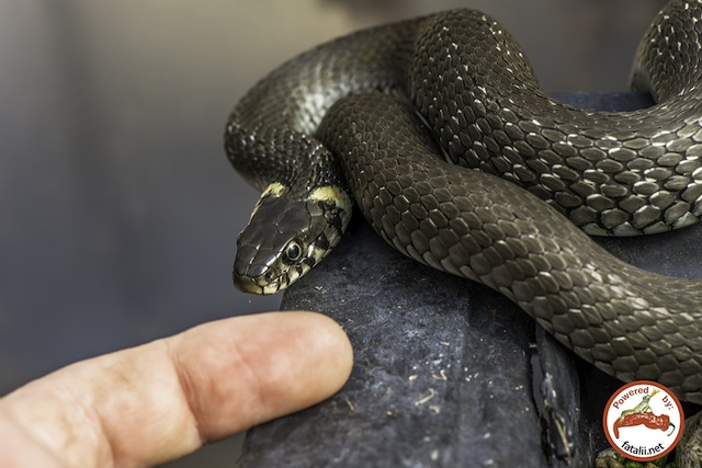 Greenhouse snake