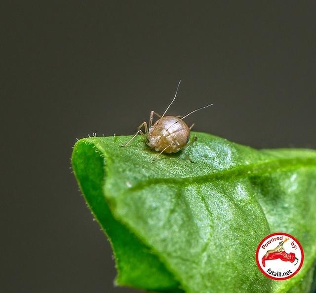 Aphid mummy
