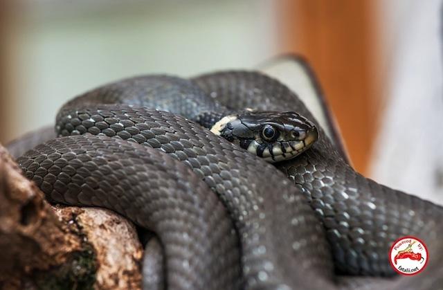 Greenhouse snake