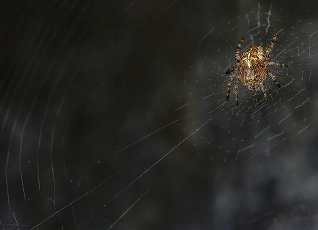 Lurking spider