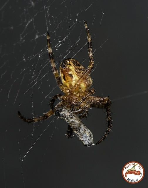 Greenhouse spider.