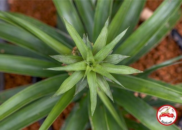 Pineapple