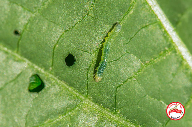 Larvae