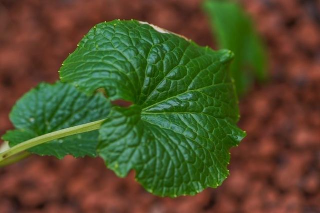 Wasabi