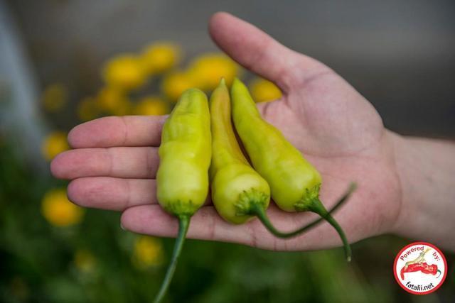 C. baccatum var. 'Aji Cristal'
