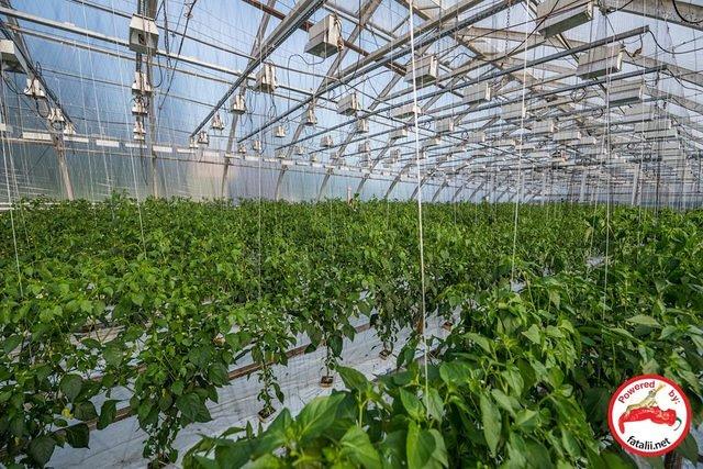 Huge greenhouse